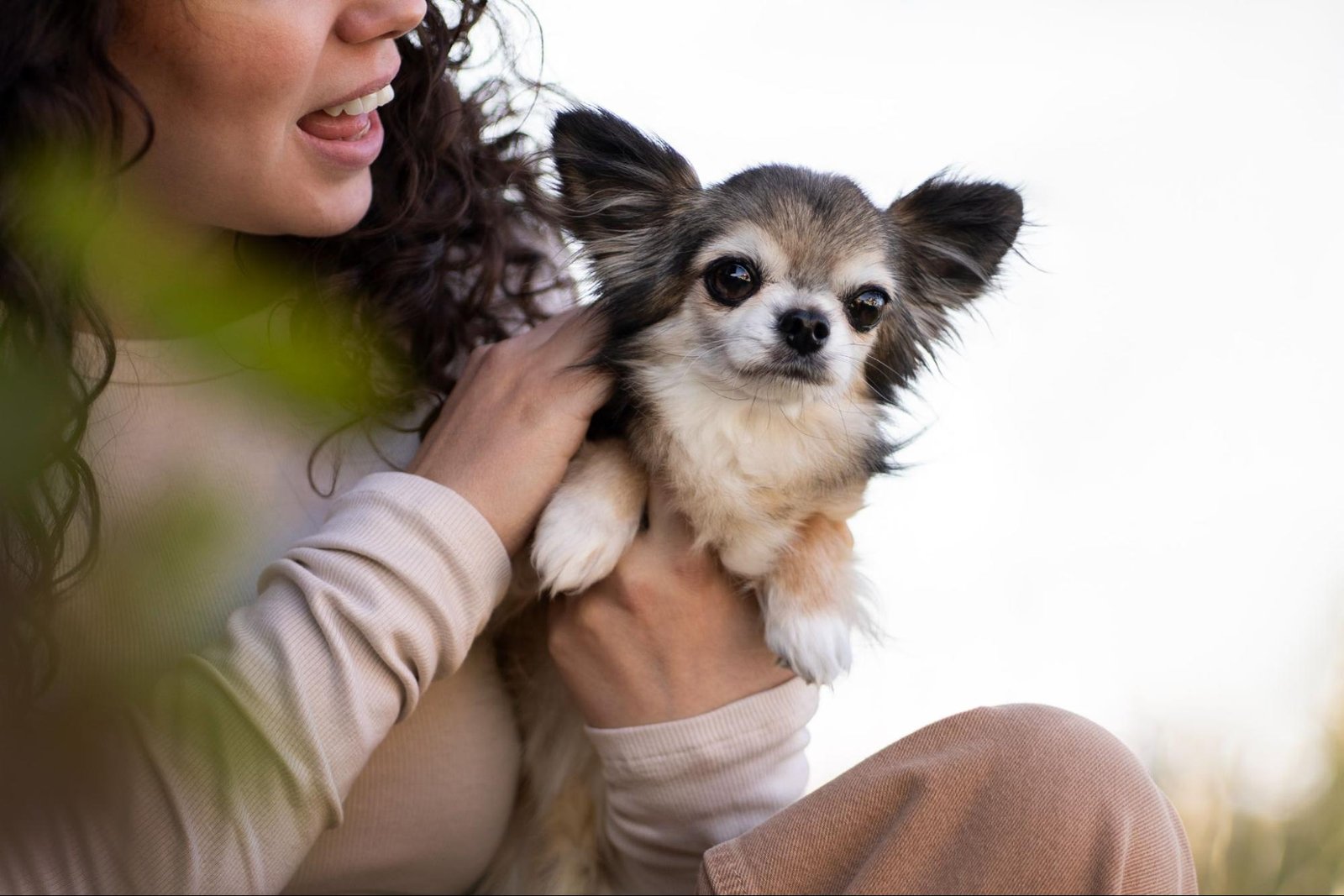 Adopt a Chihuahua in Philadelphia, PA Adopt a Chihuahua in Philadelphia, PA