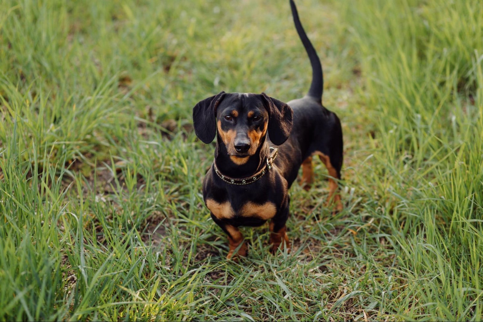Adopt a Dachshund in Philadelphia, PA Adopt a Dachshund in Philadelphia, PA