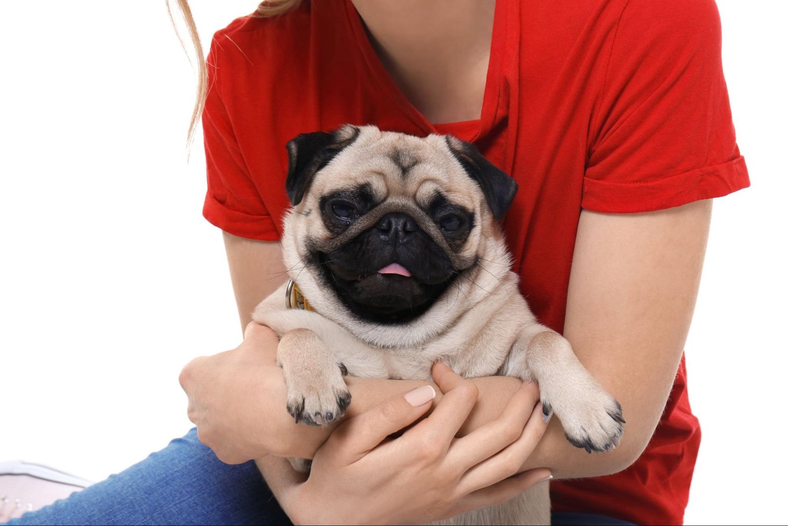 Adopt a Pug in Philadelphia, PA Adopt a Pug in Philadelphia, PA