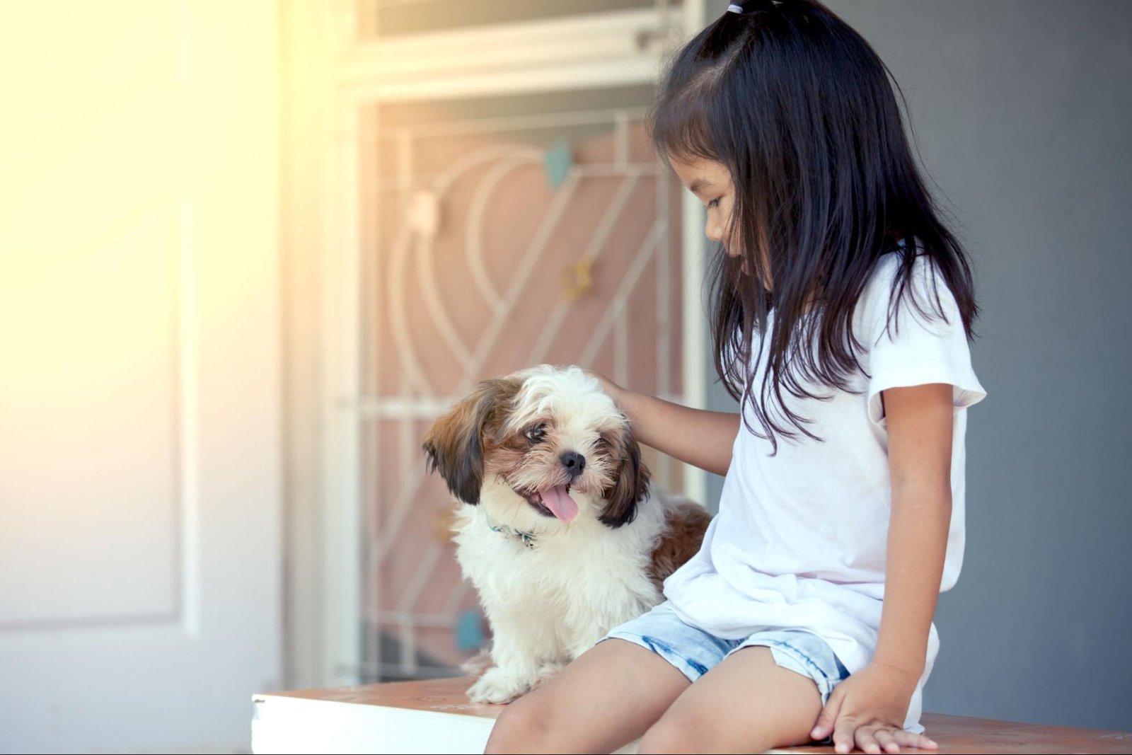 Adopt a Shih Tzu in Philadelphia, PA Adopt a Shih Tzu in Philadelphia, PA