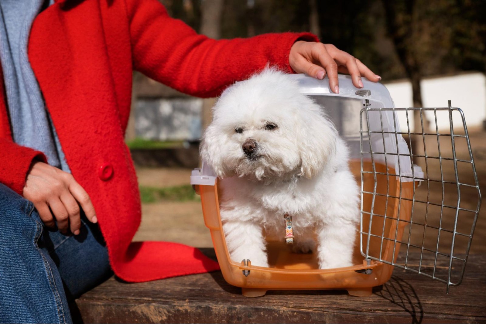 Adopt a Shih Tzu in Philadelphia, PA Adopt a Shih Tzu in Philadelphia, PA