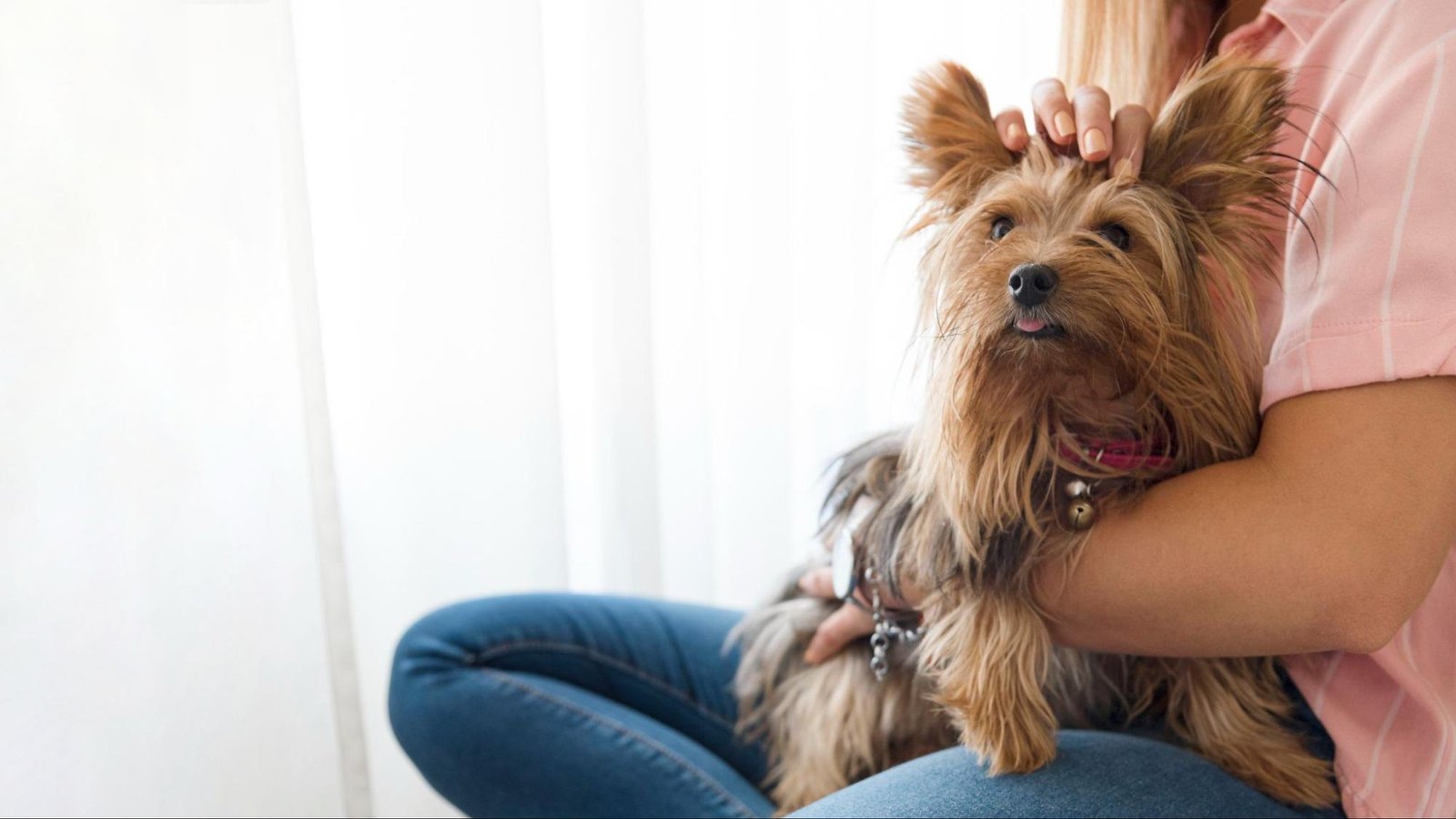 Adopt a Yorkipoo in Philadelphia, PA Adopt a Yorkipoo in Philadelphia, PA