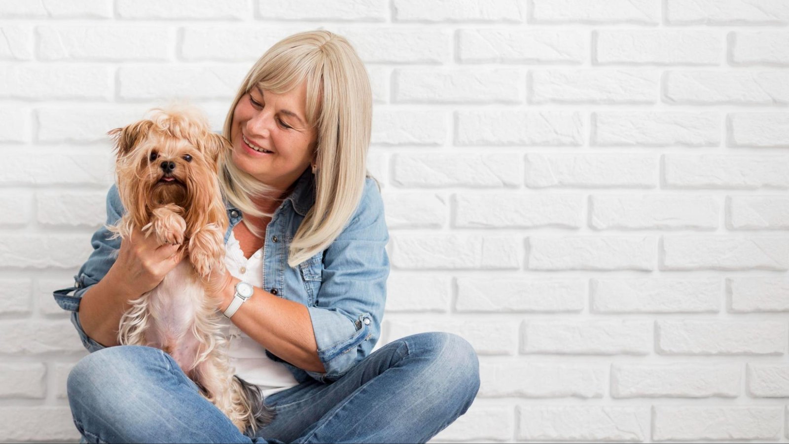 Adopt a Yorkipoo in Philadelphia, PA Adopt a Yorkipoo in Philadelphia, PA