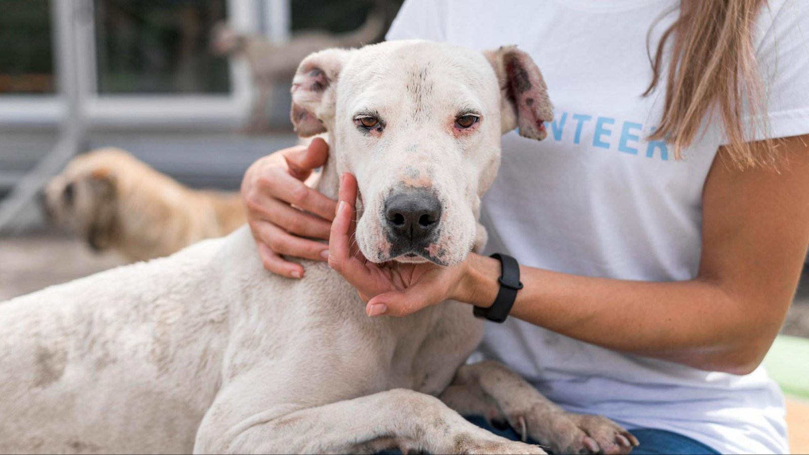 Dog Foster Care in Philadelphia, PA Dog Foster Care in Philadelphia, PA