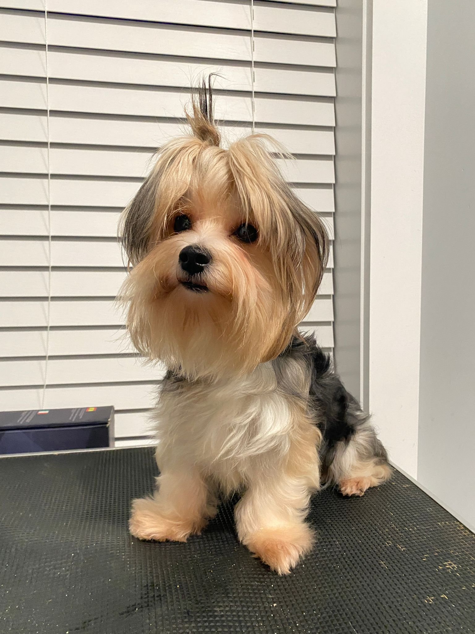 Yorkshire Terrier Yorkshire Terrier