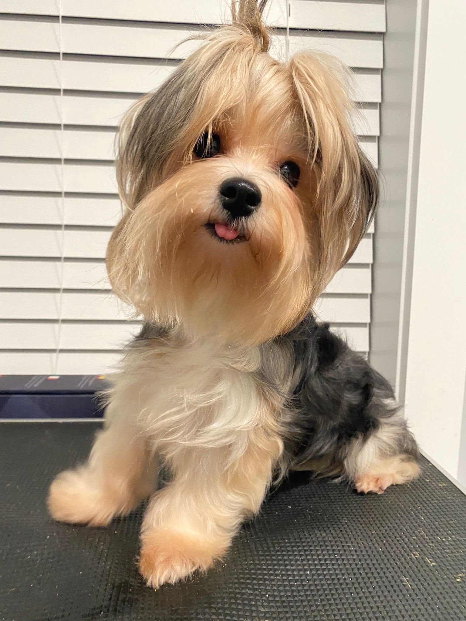 Yorkshire Terrier Yorkshire Terrier