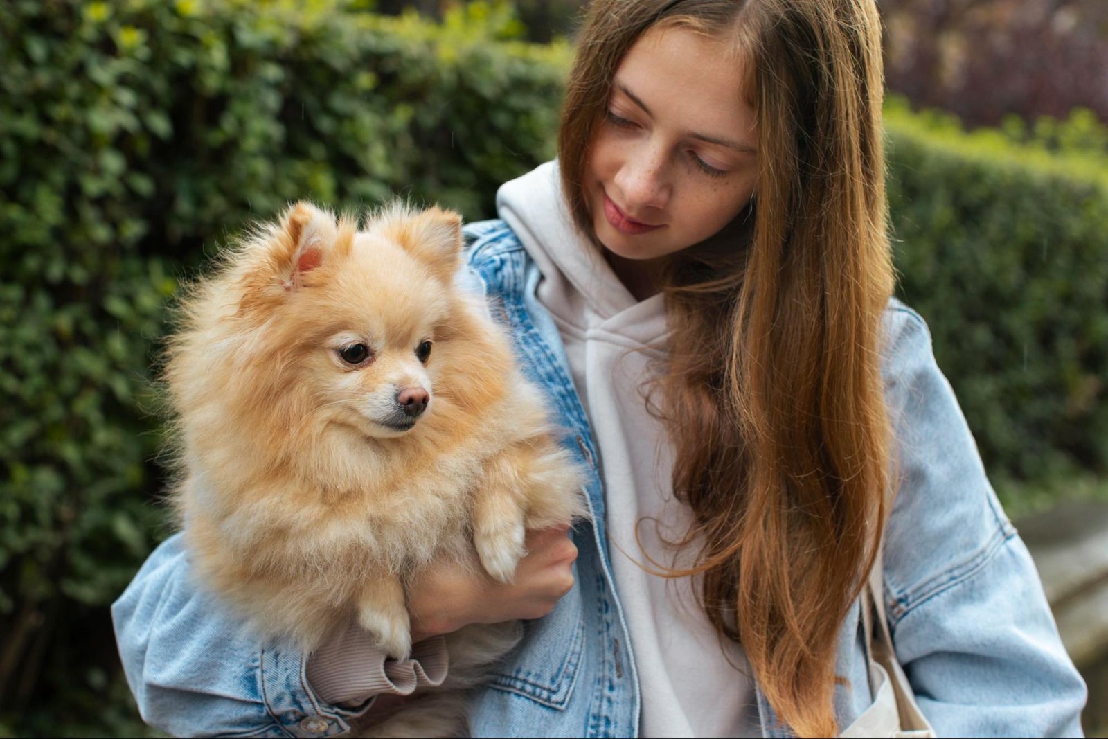 Adopt a Pomeranian in Philadelphia, PA Adopt a Pomeranian in Philadelphia, PA