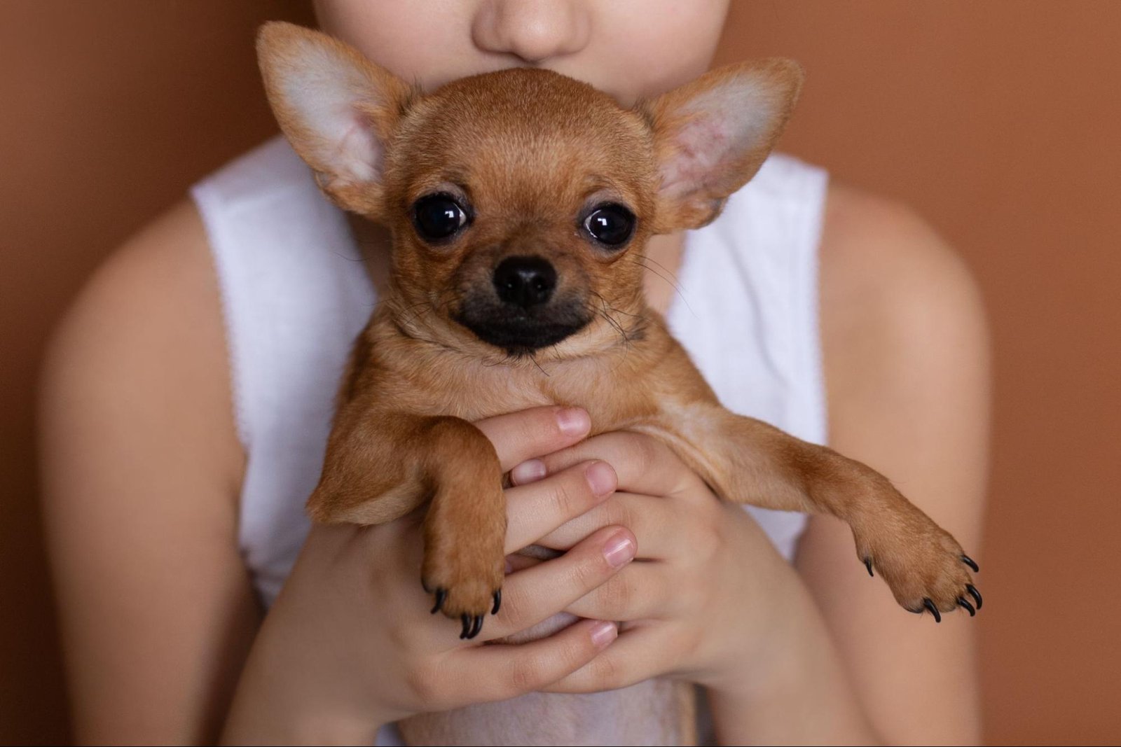 Adopt a Chihuahua in Philadelphia, PA Adopt a Chihuahua in Philadelphia, PA