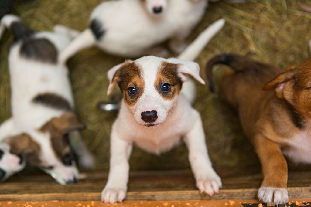 puppies